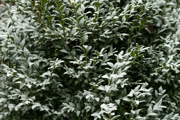 Traitement de la pyrale du buis : conseils pour préparer l'application du produit